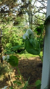 IMG_20140512_180527756